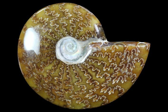Polished, Agatized Ammonite (Cleoniceras) - Madagascar #88059